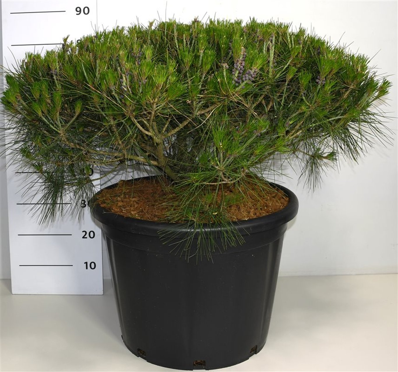 Pinus d. 'Alice Verkade' - C65 70-80 CM